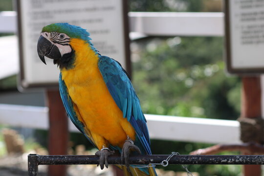 A beautiful yellow and blue parrot is perched on a branch in the cage.
