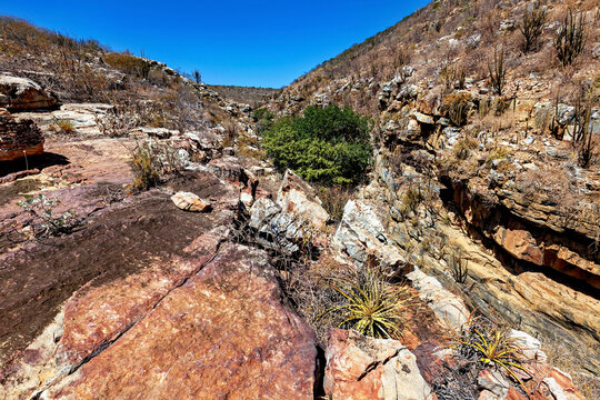 The thorny scrub savannah in the Caatinga region of the Brazilian states of Pernambuco and Bahia