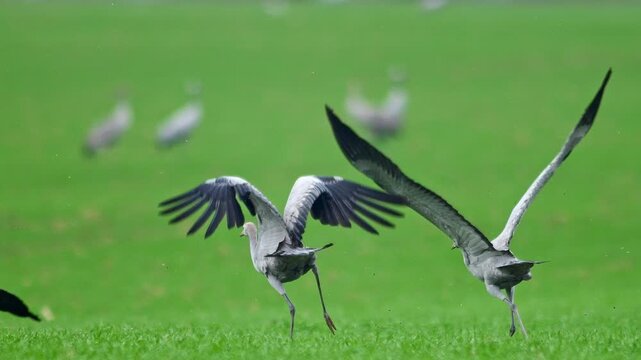Common Cranes Flying Over Farmland at Winter Sunrise | 4K Wildlife Footage