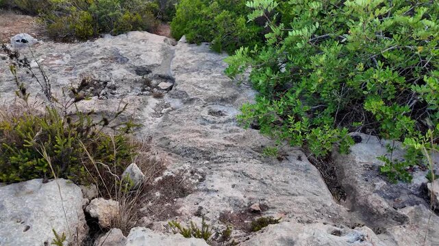 Ancient Cart Ruts on Xemxija heritage trail, parallel cartways groves cut into bare rock. Step on the cart trail and continuation.