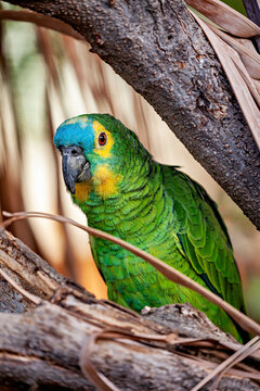 Blue-browed Amazon in Pernambuco, Brazil (Amazona aestiva)

