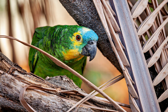 Blue-browed Amazon in Pernambuco, Brazil (Amazona aestiva)
