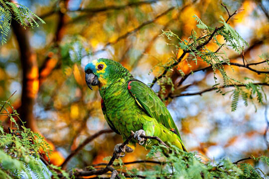 Blue-browed Amazon in Pernambuco, Brazil (Amazona aestiva)
