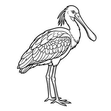 Black and white line of a spoonbill bird standing, detailed feathers and long beak, isolated on a white background