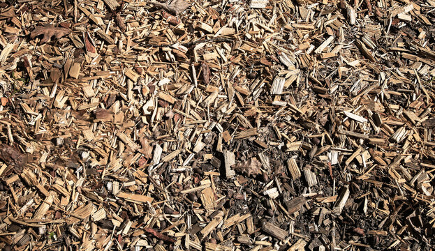 A layer of small pieces of wood on the ground
