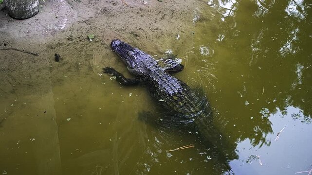 Large American alligator moving from a muddy bank into the murky green water of a swamp. This predatory reptile is partially submerged