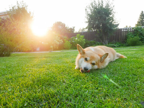 Corgi dog lying on green grass in garden. Cute puppy playing with small toy on lawn during sunset. Domestic animal enjoying outdoor lifestyle. Happy pet resting in summer park.