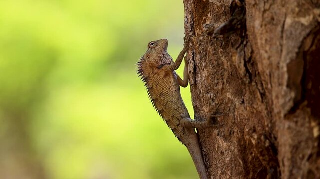Lizard climbs up the rough bark of a tree trunk in nature.
