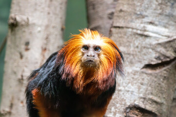 a Golden-headed Lion Tamarin at a local zoo © Matt