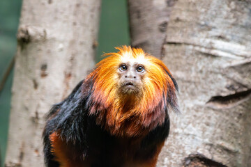 a Golden-headed Lion Tamarin at a local zoo © Matt
