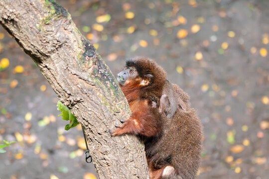 A Coppery Titi Monkey at a local zoo