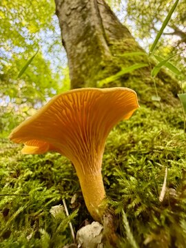 Golden chanterelle (Cantharellus cibarius) in the boreal forest, Quebec, Canada