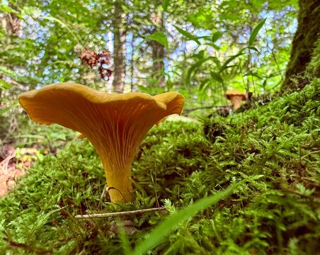 Golden chanterelle (Cantharellus cibarius) in the boreal forest, Quebec, Canada