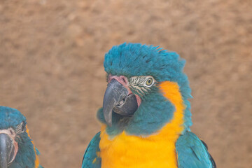 A Blue-throated Macaw at a local zoo © Matt