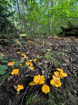 Golden chanterelle (Cantharellus cibarius) in the boreal forest, Quebec, Canada