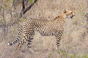 Cheetah standing in tall dry grass, side profile, Kruger National Park © Wikus