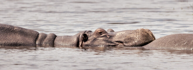 Hippopotamus resting with eyes closed in a river, Kruger National Park © Wikus