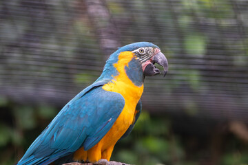 A Blue-throated Macaw at a local zoo © Matt