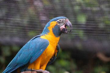 A Blue-throated Macaw at a local zoo © Matt