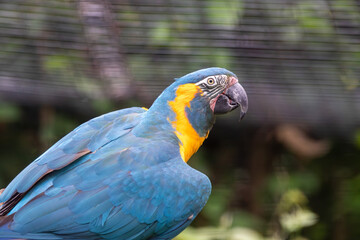 A Blue-throated Macaw at a local zoo © Matt