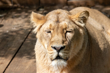 Obraz premium A Asiatic Lion at a local zoo