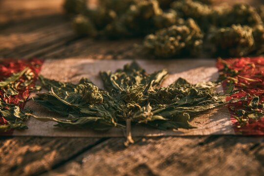 Dried cannabis leaves arranged into a maple leaf on a rustic wooden background, symbolizing cannabis legalization in Canada