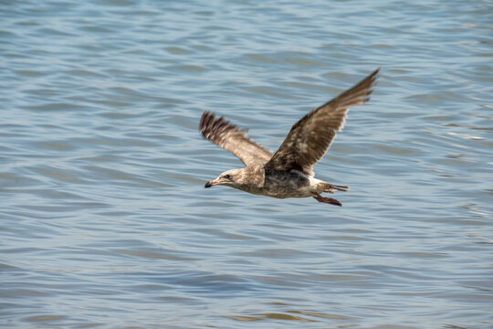 Juvenile glaucous gull (Larus hyperboreus) in flight above the water, in Mazatlan, Mexico