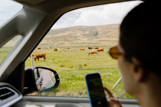 Woman takes a photo of cows grazing in a field, from a car