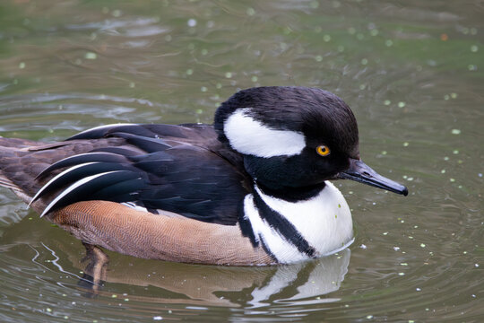 A Hooded merganser at a local zoo