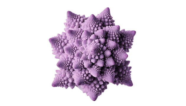 A single head of purple romanesco broccoli with a fractal pattern isolated on a black background
