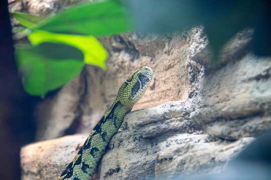 A ethiopian mounatin adder at a local zoo