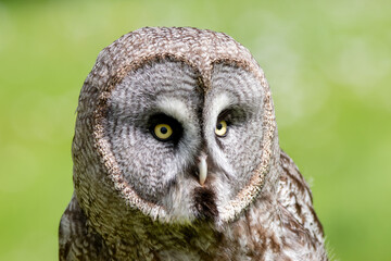 Fototapeta premium A great grey owl at a local zoo