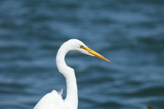 Close-up portrait of a Great Egret (Ardea alba) with an elegant S-shaped neck scanning calm water for fish.
