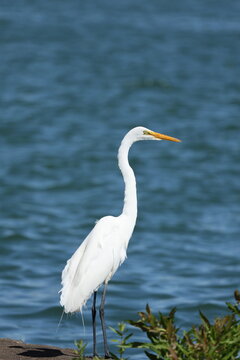 Great Egret (Ardea alba) standing beside blue water on a sunny day, showcasing elegant white plumage and graceful posture.