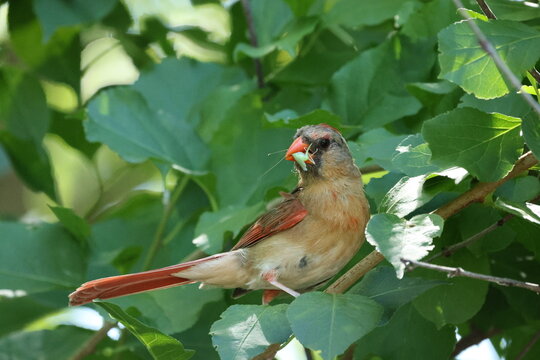 Female Northern Cardinal (Cardinalis cardinalis) perched with a green insect in its beak, likely gathering food during breeding season.