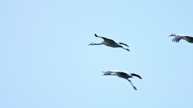 Common Cranes Flying Over Farmland at Winter Sunrise | 4K Wildlife Footage