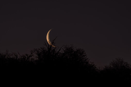 Crescent Moon Over Trees