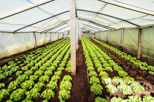 Lettuce Rows in Greenhouse