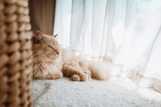Sunlight Shines on a Cat Resting by a Window in a Cozy Room