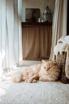 Sunlight Shines on a Cat Resting by a Window in a Cozy Room