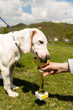 Winning dog celebrates with championship trophy outdoors