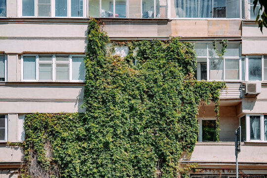 Vines cover a building across from a busy street on a sunny day
