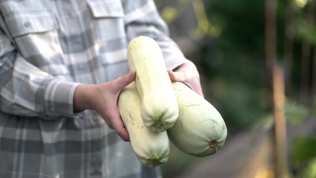 Woman in checkered shirt carefully holds three pale zucchini, presenting the fresh garden harvest of organic summer squash outdoors.