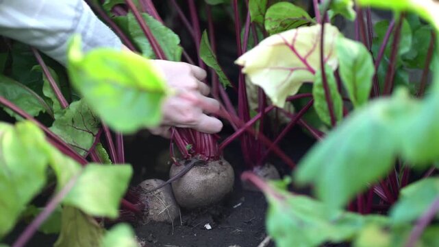 Girl pulls ripe beetroot from dark garden soil, holding green leaves with red stems in sunny outdoor vegetable plot.