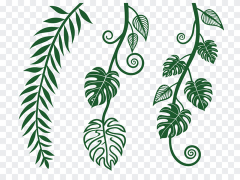 Green tropical vine and monster leaf collection isolated on transparent background. Elegant botanical line art with climbing plants and foliage. Decorative nature illustration set for branding, packa
