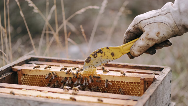 Beekeeper Inspecting Honeycomb Frame with Bees.