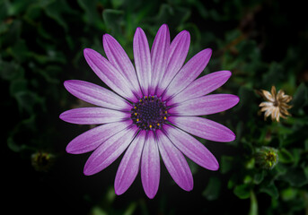 pink daisy flower © MateoAlejandro