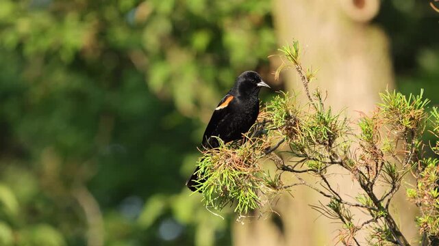 A red-winged blackbird perched on a tree branch chirps periodically in its natural outdoor habitat.