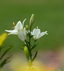 Im Garten blühen die weißen Lilien im Halbschatten © Winfried