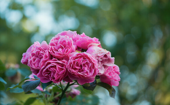 Im Garten bl&uuml;hen rosa Rosen 